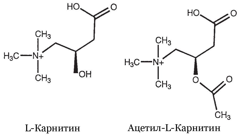 Аминокислоты. Карнитин и Ацетил-L-карнитин. Научное обоснование